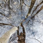 Forest canopy by Sarah Hughes, 2026